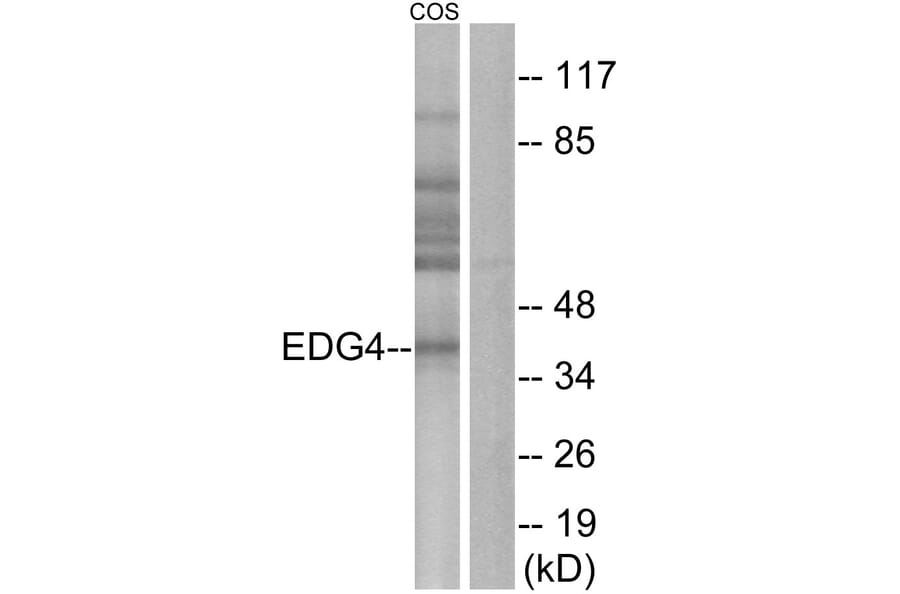 Western Blot - Anti-EDG4 Antibody (G236) - Antibodies.com