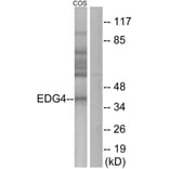 Western Blot - Anti-EDG4 Antibody (G236) - Antibodies.com