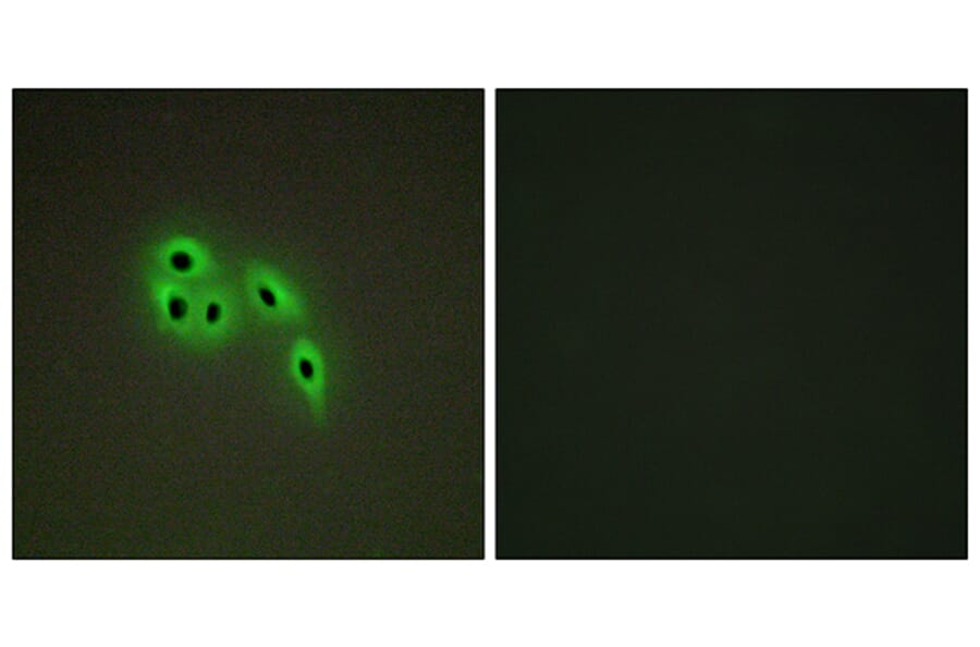 Immunofluorescence - Anti-DOK6 Antibody (C11230) - Antibodies.com