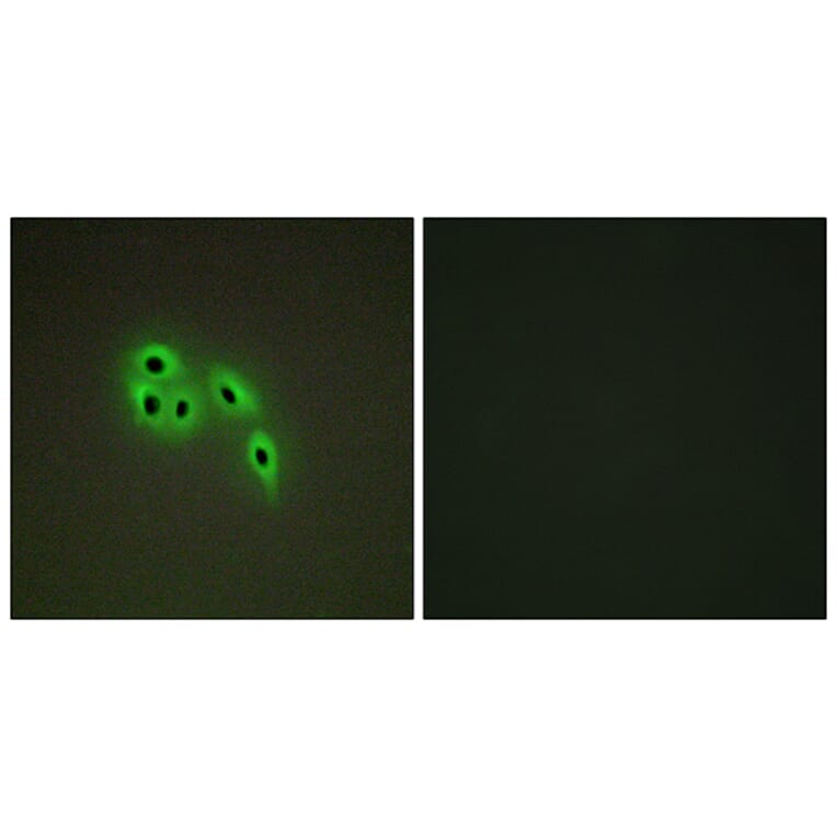 Immunofluorescence - Anti-DOK6 Antibody (C11230) - Antibodies.com