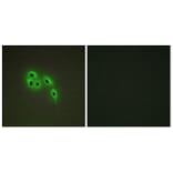 Immunofluorescence - Anti-DOK6 Antibody (C11230) - Antibodies.com