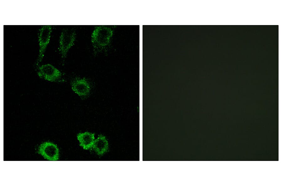 Immunofluorescence - Anti-CNN2 Antibody (C14881) - Antibodies.com