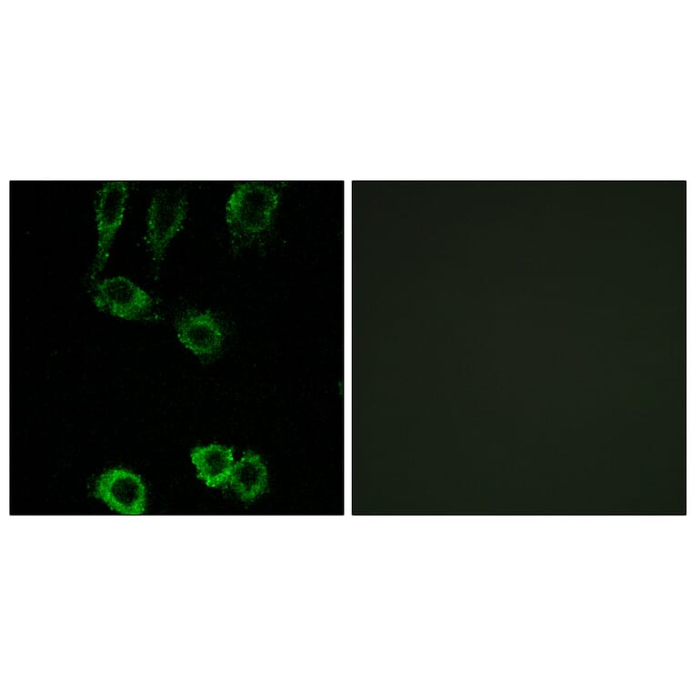 Immunofluorescence - Anti-CNN2 Antibody (C14881) - Antibodies.com