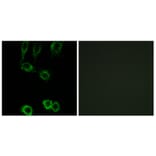 Immunofluorescence - Anti-CNN2 Antibody (C14881) - Antibodies.com