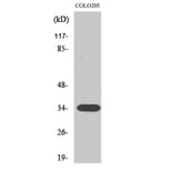 Western Blot - Anti-CNN2 Antibody (C14881) - Antibodies.com