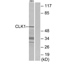 Western Blot - Anti-CLK1 Antibody (C10651) - Antibodies.com