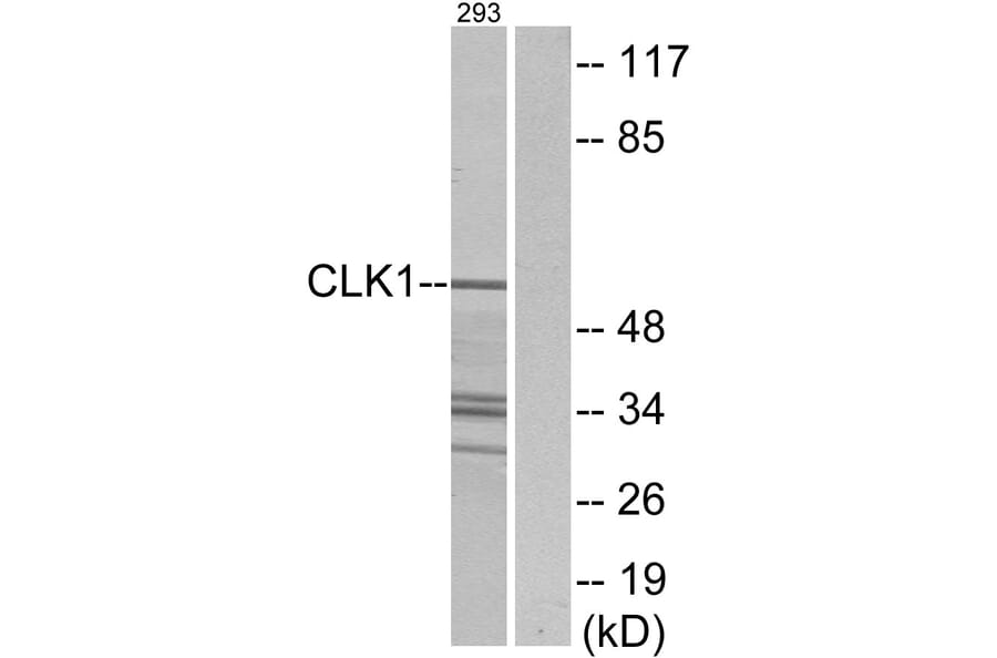 Western Blot - Anti-CLK1 Antibody (C10651) - Antibodies.com