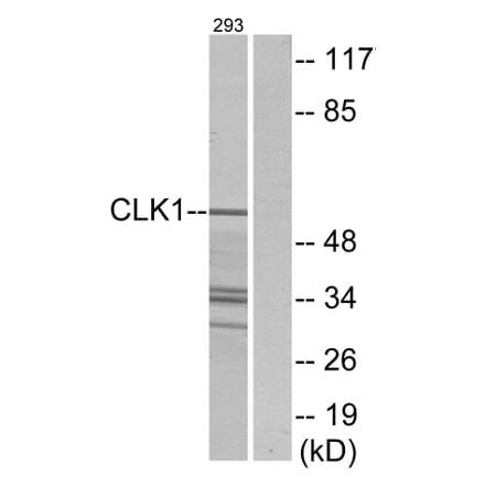 Western Blot - Anti-CLK1 Antibody (C10651) - Antibodies.com