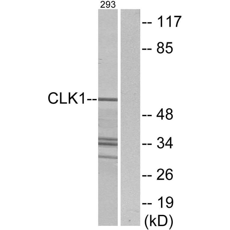 Western Blot - Anti-CLK1 Antibody (C10651) - Antibodies.com