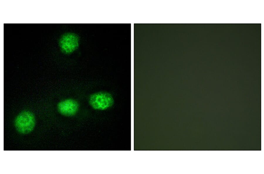 Immunofluorescence - Anti-CLK1 Antibody (C10651) - Antibodies.com