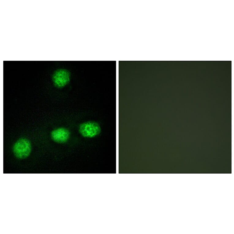 Immunofluorescence - Anti-CLK1 Antibody (C10651) - Antibodies.com