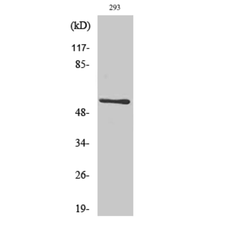 Western Blot - Anti-CLK1 Antibody (C10651) - Antibodies.com