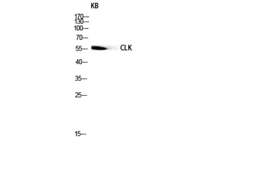 Western Blot - Anti-CLK1 Antibody (C10651) - Antibodies.com