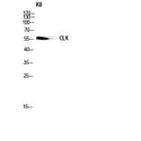 Western Blot - Anti-CLK1 Antibody (C10651) - Antibodies.com