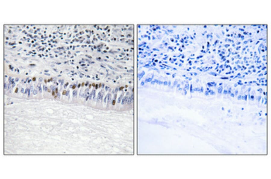 Immunohistochemistry - Anti-CLK1 Antibody (C10651) - Antibodies.com