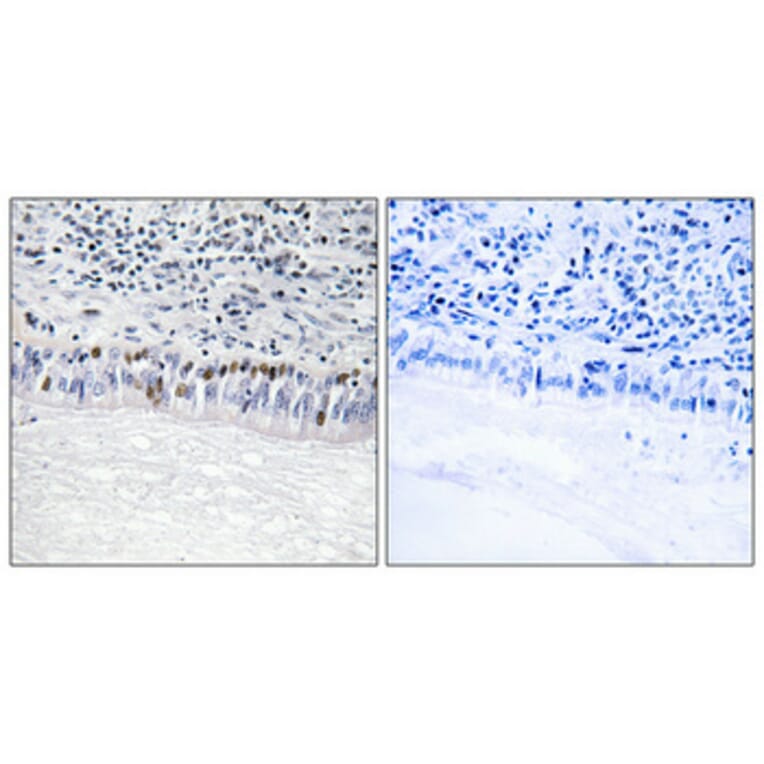 Immunohistochemistry - Anti-CLK1 Antibody (C10651) - Antibodies.com