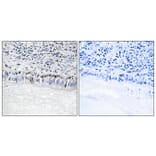 Immunohistochemistry - Anti-CLK1 Antibody (C10651) - Antibodies.com