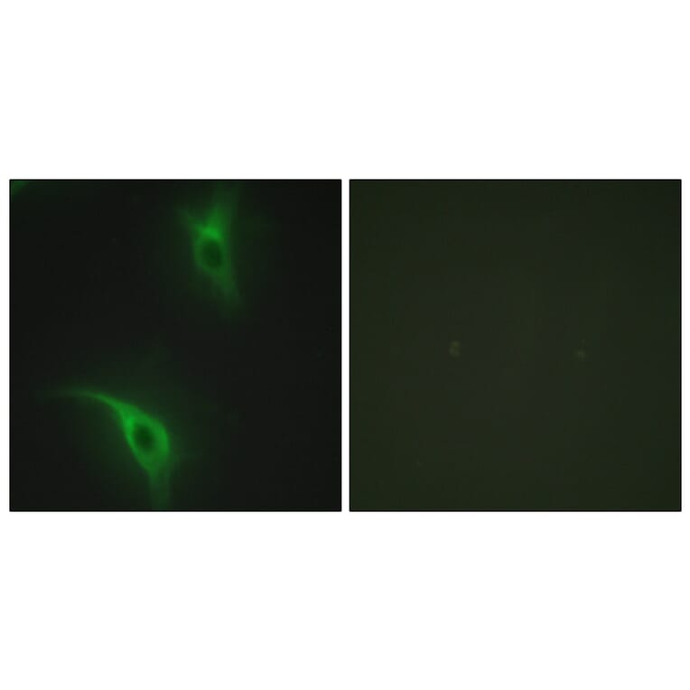 Immunofluorescence - Anti-CKS1 Antibody (C10766) - Antibodies.com
