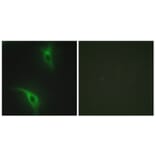 Immunofluorescence - Anti-CKS1 Antibody (C10766) - Antibodies.com
