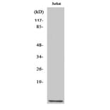 Western Blot - Anti-CKS1 Antibody (C10766) - Antibodies.com