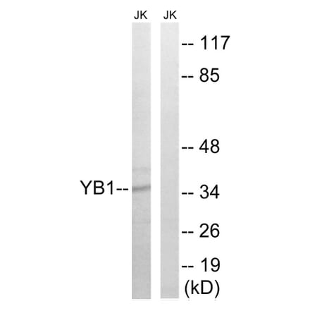 Western Blot - Anti-YB1 Antibody (B8481) - Antibodies.com