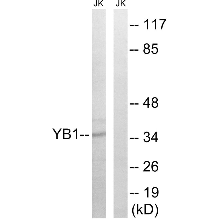 Western Blot - Anti-YB1 Antibody (B8481) - Antibodies.com