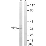 Western Blot - Anti-YB1 Antibody (B8481) - Antibodies.com
