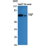 Western Blot - Anti-YAP Antibody (B0757) - Antibodies.com