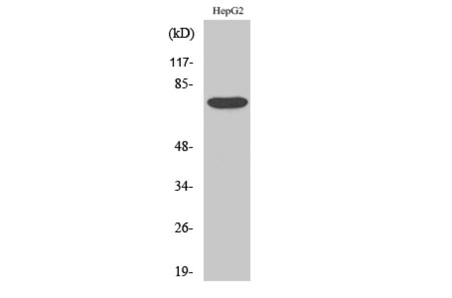 Western Blot - Anti-YAP Antibody (B0757) - Antibodies.com