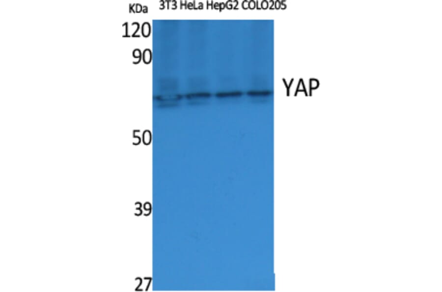 Western Blot - Anti-YAP Antibody (C10630) - Antibodies.com