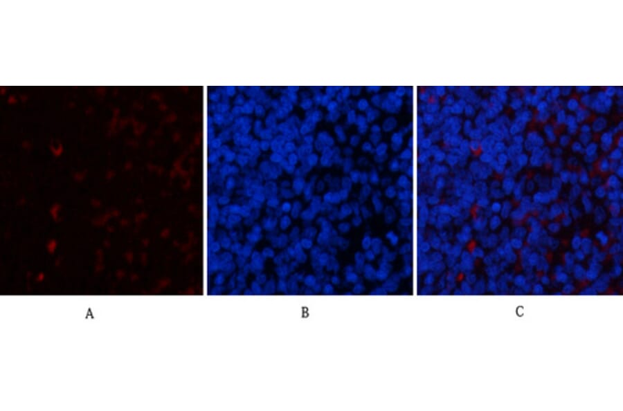 Immunofluorescence - Anti-YAP Antibody (C10630) - Antibodies.com