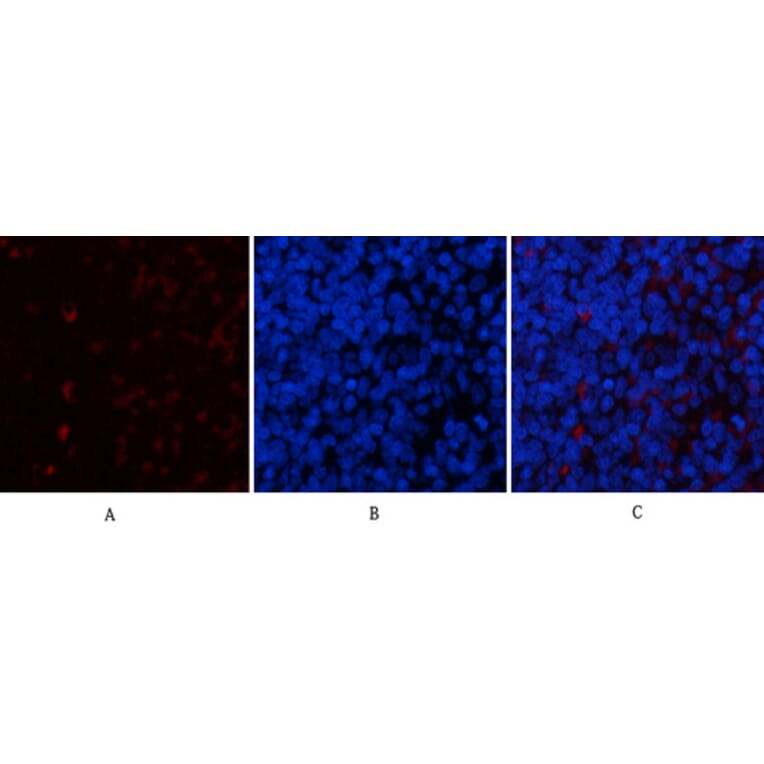 Immunofluorescence - Anti-YAP Antibody (C10630) - Antibodies.com