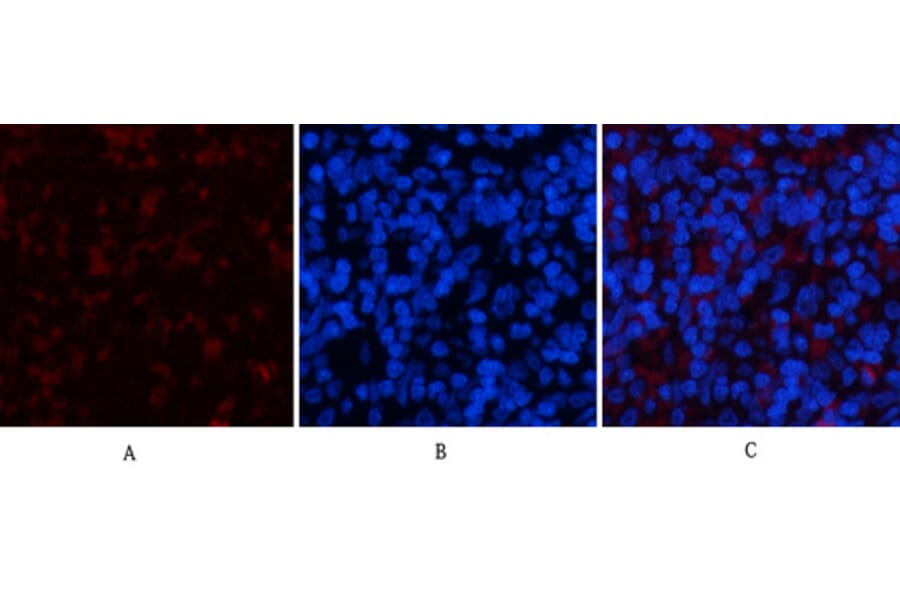 Immunofluorescence - Anti-YAP Antibody (C10630) - Antibodies.com