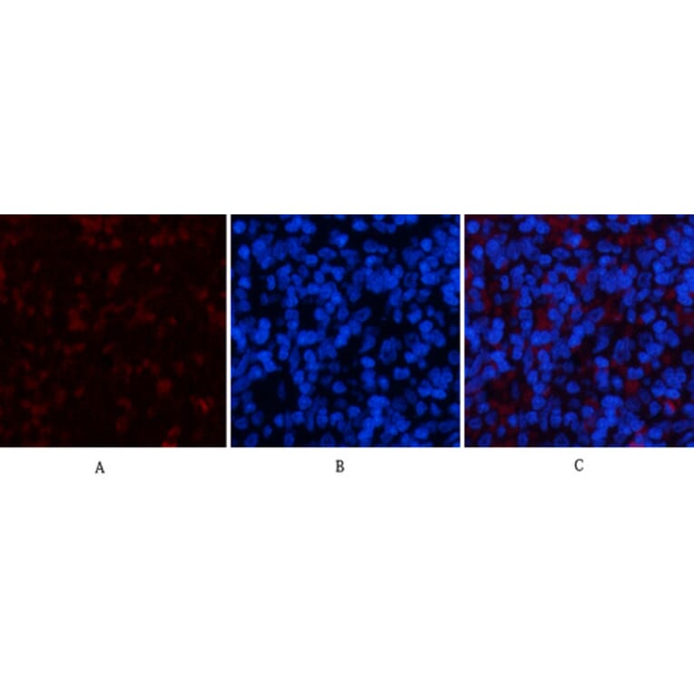 Immunofluorescence - Anti-YAP Antibody (C10630) - Antibodies.com