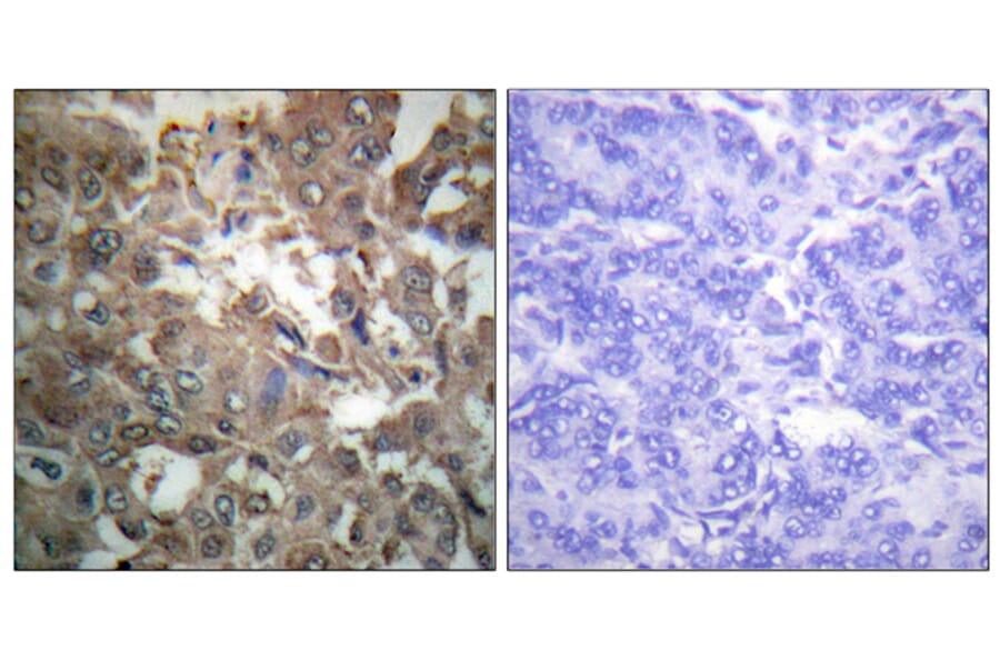 Immunohistochemistry - Anti-XPA Antibody (C0393) - Antibodies.com