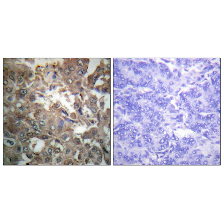 Immunohistochemistry - Anti-XPA Antibody (C0393) - Antibodies.com