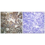 Immunohistochemistry - Anti-XPA Antibody (C0393) - Antibodies.com