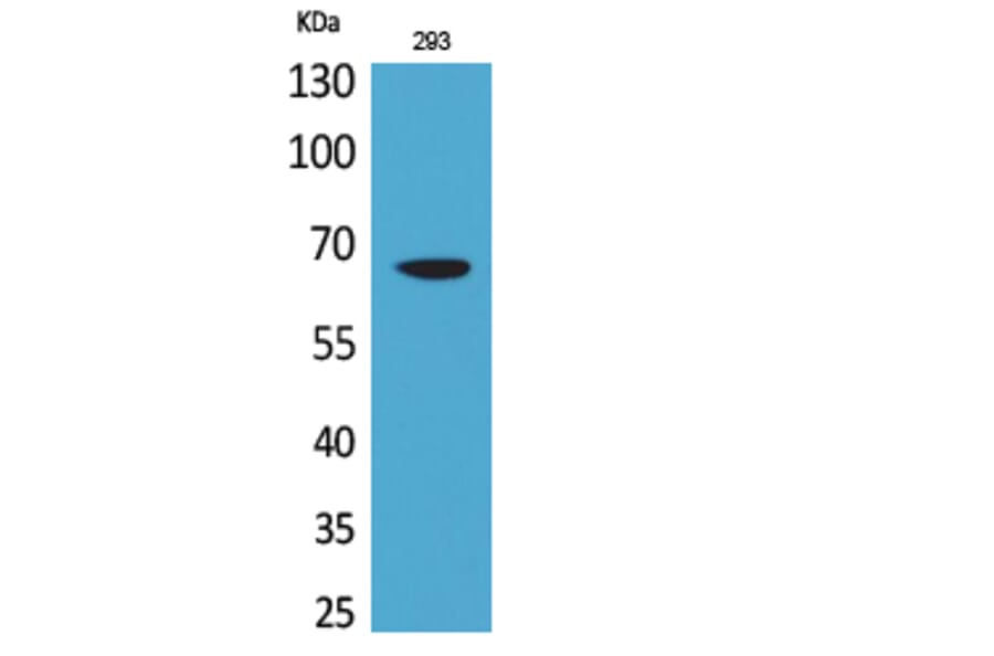 Western Blot - Anti-VGF Antibody (C30598) - Antibodies.com