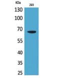 Western Blot - Anti-VGF Antibody (C30598) - Antibodies.com