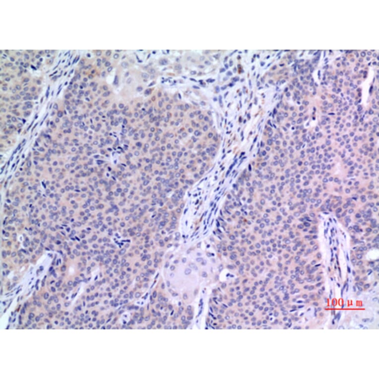 Immunohistochemistry - Anti-VGF Antibody (C30598) - Antibodies.com