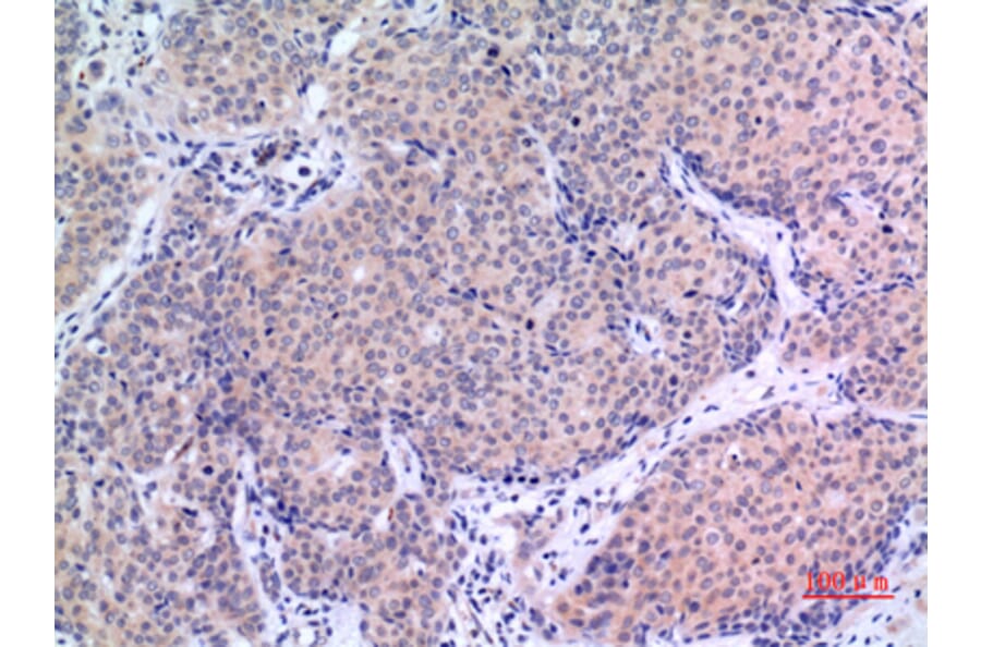 Immunohistochemistry - Anti-VGF Antibody (C30598) - Antibodies.com