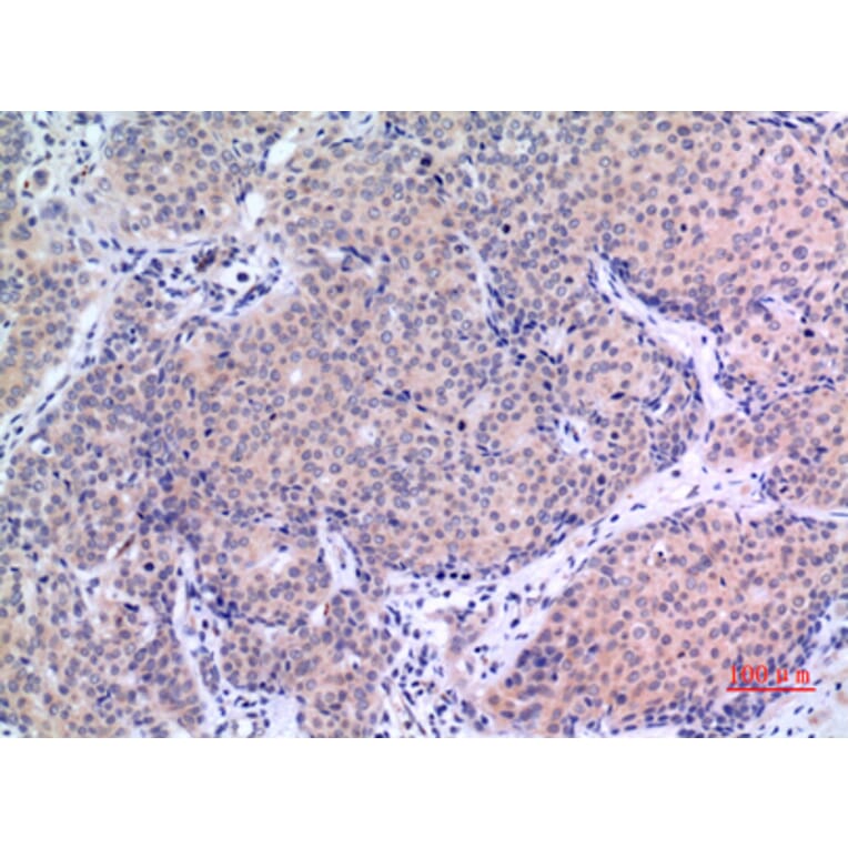 Immunohistochemistry - Anti-VGF Antibody (C30598) - Antibodies.com