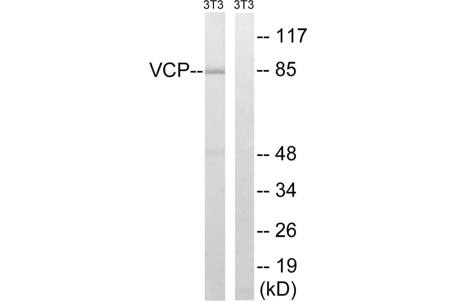 Western Blot - Anti-VCP Antibody (B8449) - Antibodies.com