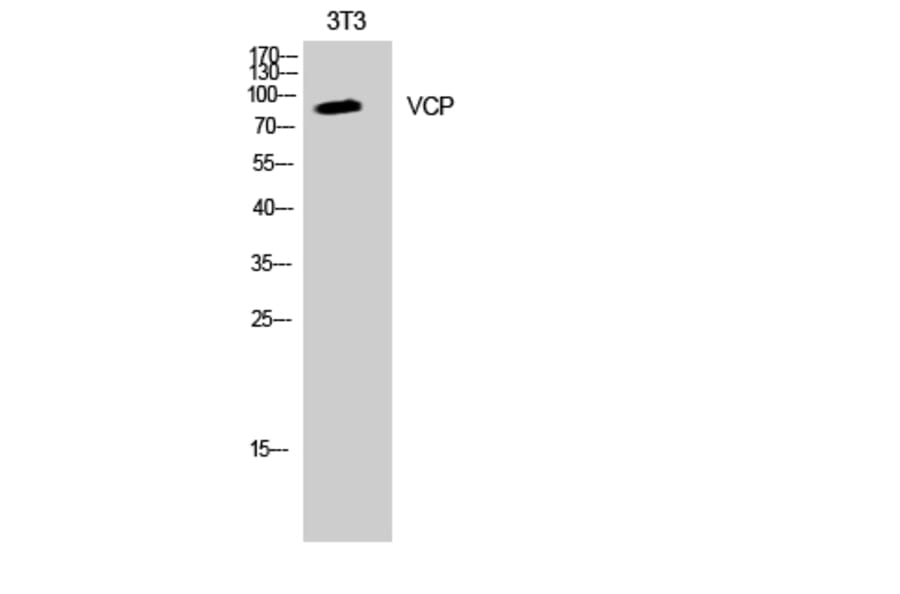 Western Blot - Anti-VCP Antibody (B8449) - Antibodies.com