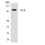 Western Blot - Anti-VCP Antibody (R12-3676) - Antibodies.com
