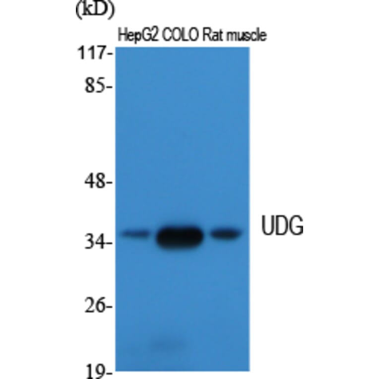 Western Blot - Anti-UNG Antibody (C10355) - Antibodies.com