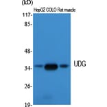 Western Blot - Anti-UNG Antibody (C10355) - Antibodies.com