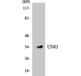 Western Blot - Anti-UNG Antibody (R12-3667) - Antibodies.com