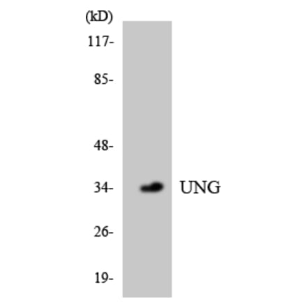 Western Blot - Anti-UNG Antibody (R12-3667) - Antibodies.com