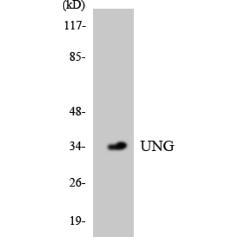 Western Blot - Anti-UNG Antibody (R12-3667) - Antibodies.com